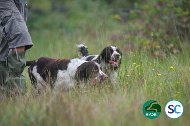 dogs-and-countryside-basc BASC & ShootCert